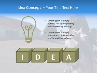 Sport Stallion Kid PowerPoint Template