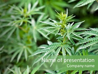 A Plant With Green Leaves Is Shown In This Powerpoint Presentation PowerPoint Template