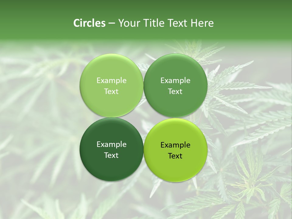 A Plant With Green Leaves Is Shown In This Powerpoint Presentation PowerPoint Template