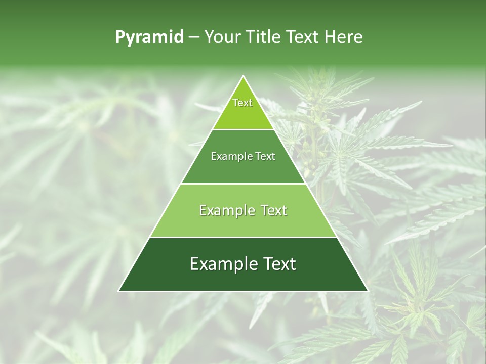 A Plant With Green Leaves Is Shown In This Powerpoint Presentation PowerPoint Template