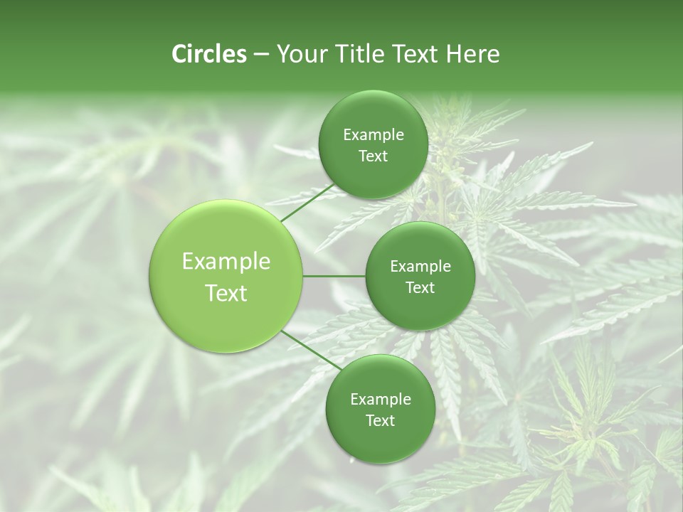 A Plant With Green Leaves Is Shown In This Powerpoint Presentation PowerPoint Template