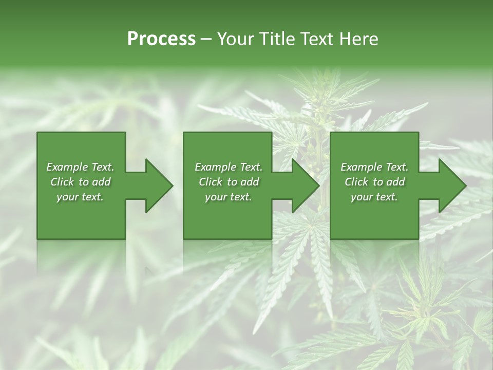 A Plant With Green Leaves Is Shown In This Powerpoint Presentation PowerPoint Template