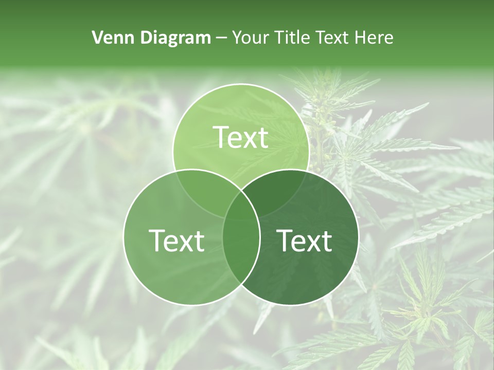 A Plant With Green Leaves Is Shown In This Powerpoint Presentation PowerPoint Template