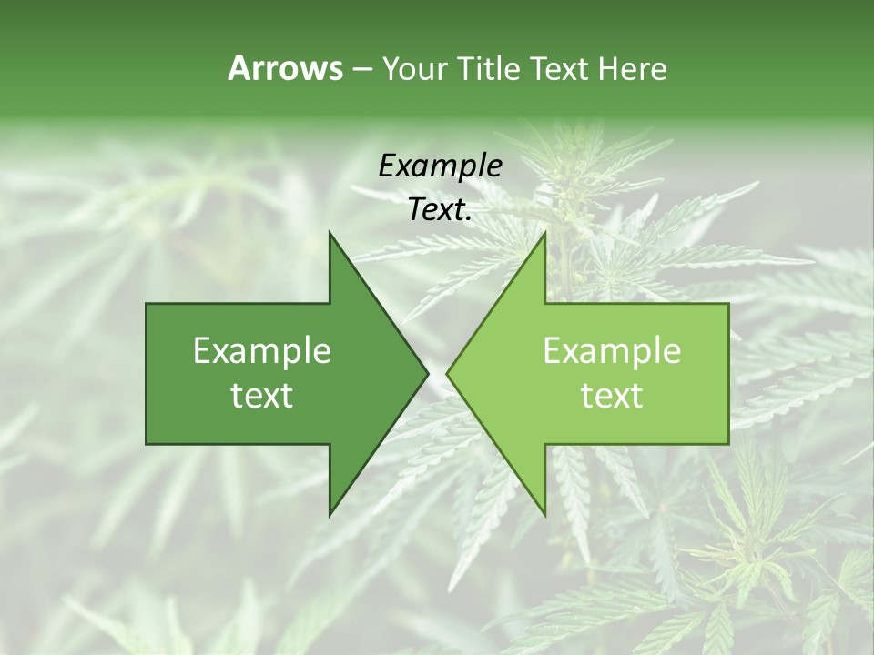 A Plant With Green Leaves Is Shown In This Powerpoint Presentation PowerPoint Template