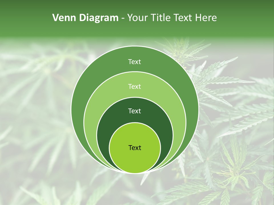 A Plant With Green Leaves Is Shown In This Powerpoint Presentation PowerPoint Template