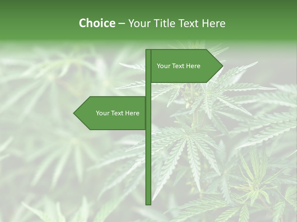 A Plant With Green Leaves Is Shown In This Powerpoint Presentation PowerPoint Template