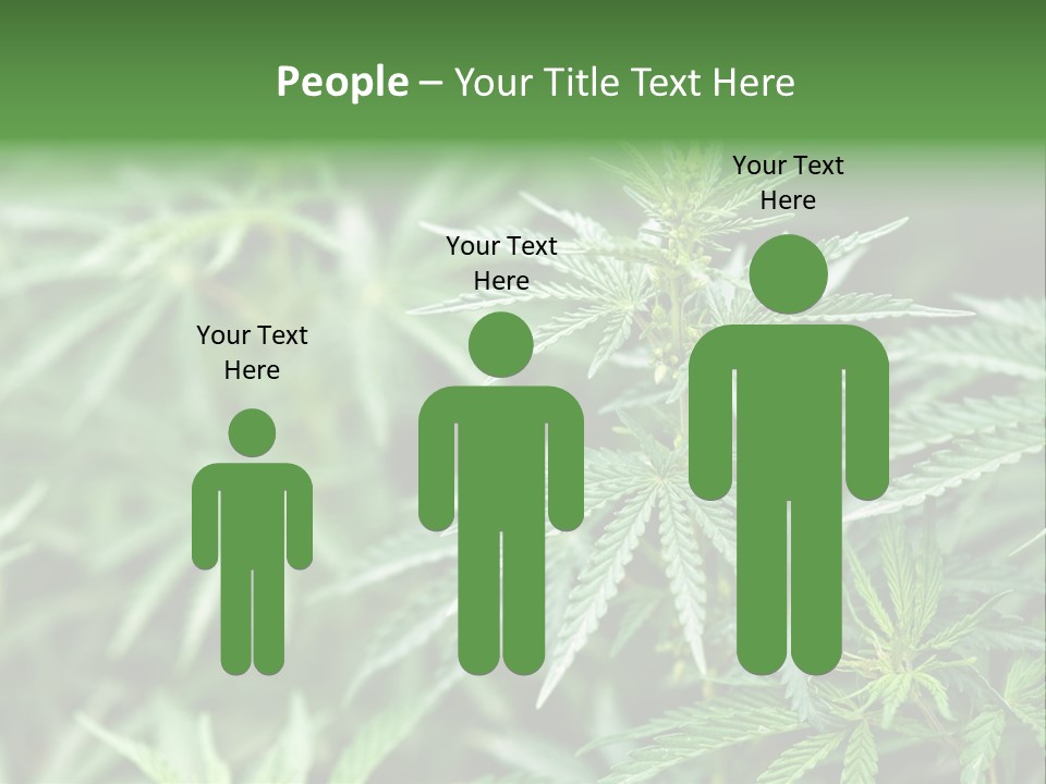 A Plant With Green Leaves Is Shown In This Powerpoint Presentation PowerPoint Template