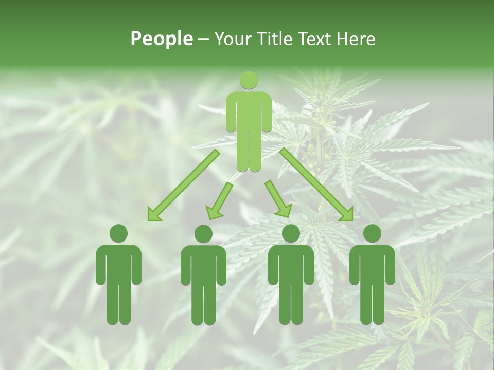 A Plant With Green Leaves Is Shown In This Powerpoint Presentation PowerPoint Template