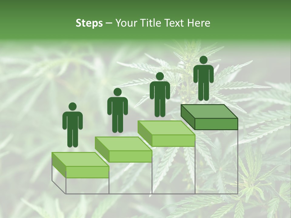 A Plant With Green Leaves Is Shown In This Powerpoint Presentation PowerPoint Template