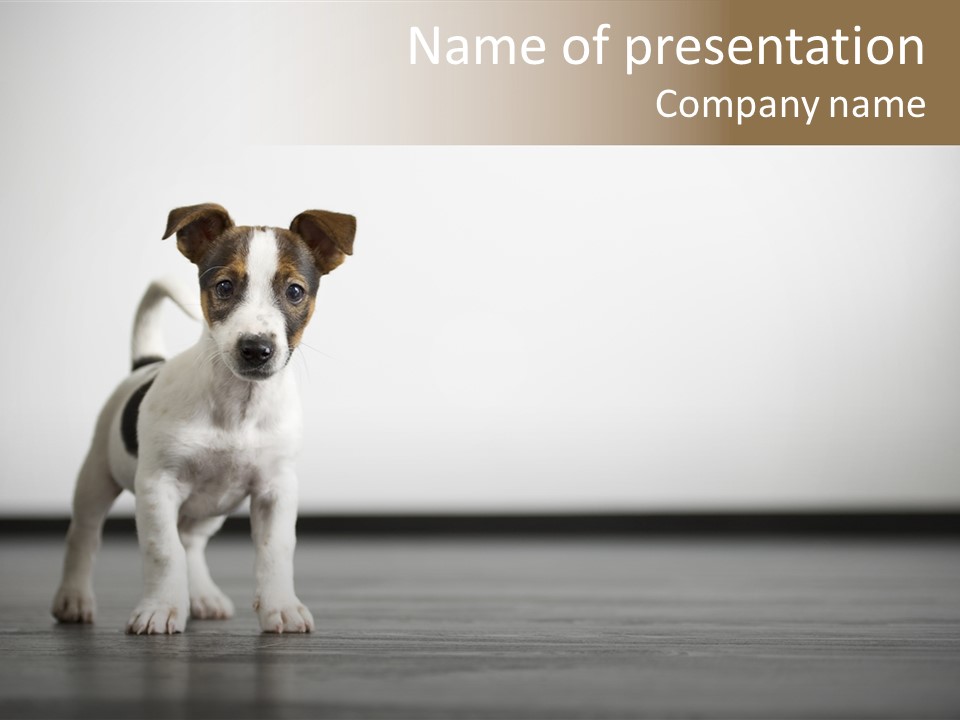 A Small White And Brown Dog Standing On A Hard Wood Floor PowerPoint Template