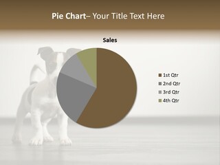 A Small White And Brown Dog Standing On A Hard Wood Floor PowerPoint Template