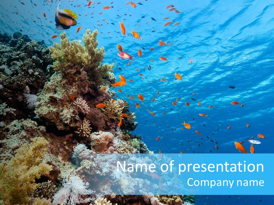 Scuba Diving Sinai Ocean PowerPoint Template
