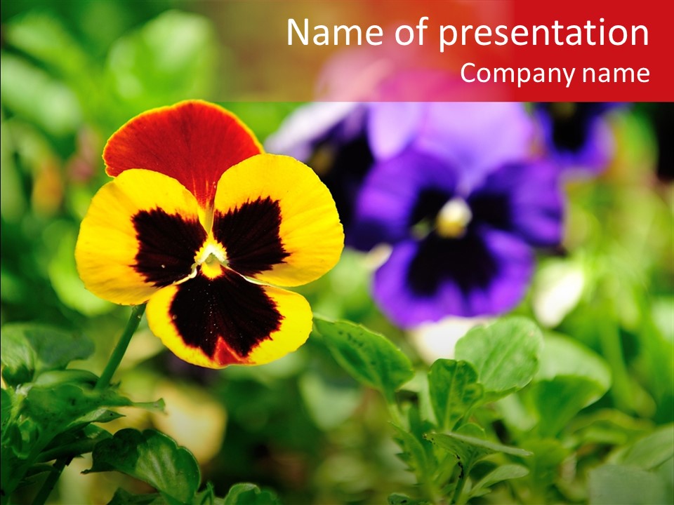 Pansy Colorful Flower PowerPoint Template