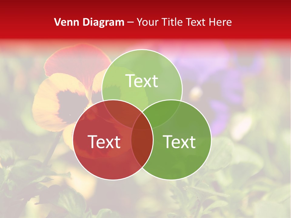 Pansy Colorful Flower PowerPoint Template
