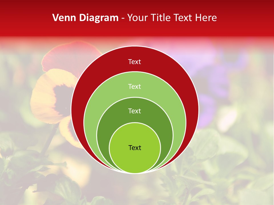 Pansy Colorful Flower PowerPoint Template