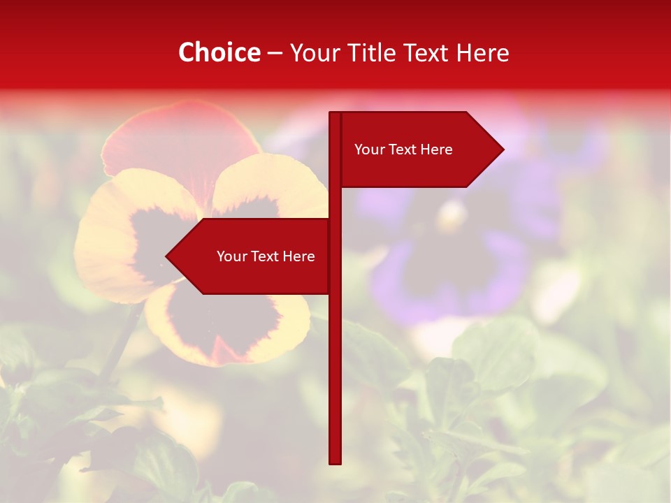 Pansy Colorful Flower PowerPoint Template