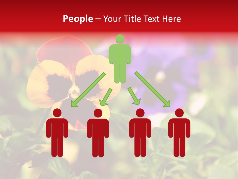 Pansy Colorful Flower PowerPoint Template