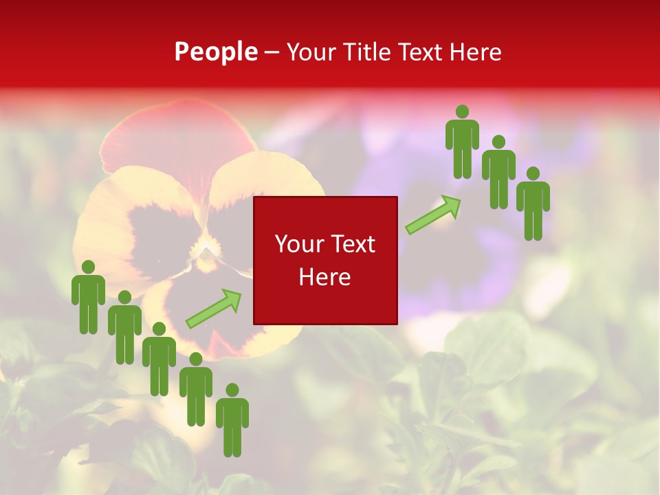 Pansy Colorful Flower PowerPoint Template