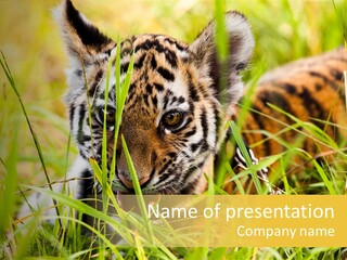 Angry Tigris Dangerous PowerPoint Template