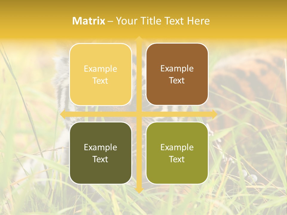 Angry Tigris Dangerous PowerPoint Template