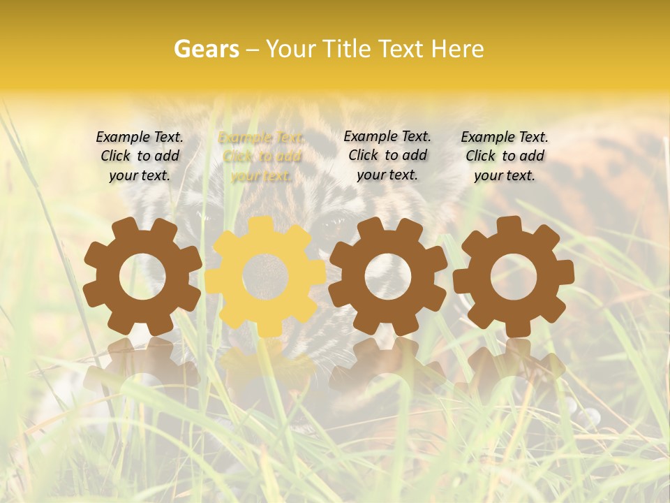 Angry Tigris Dangerous PowerPoint Template