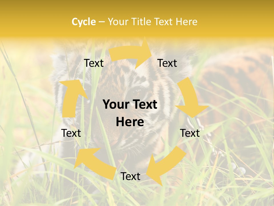 Angry Tigris Dangerous PowerPoint Template