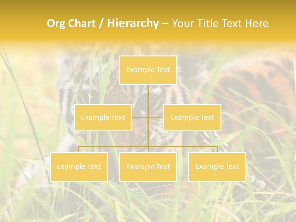 Angry Tigris Dangerous PowerPoint Template