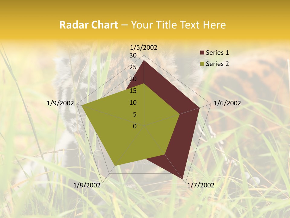 Angry Tigris Dangerous PowerPoint Template