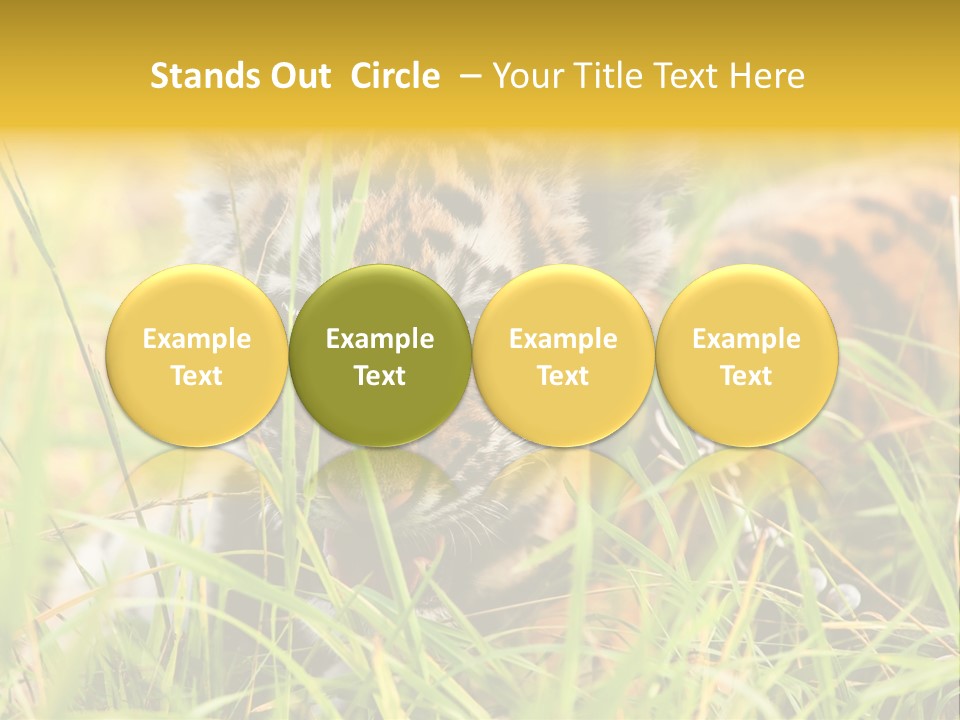 Angry Tigris Dangerous PowerPoint Template