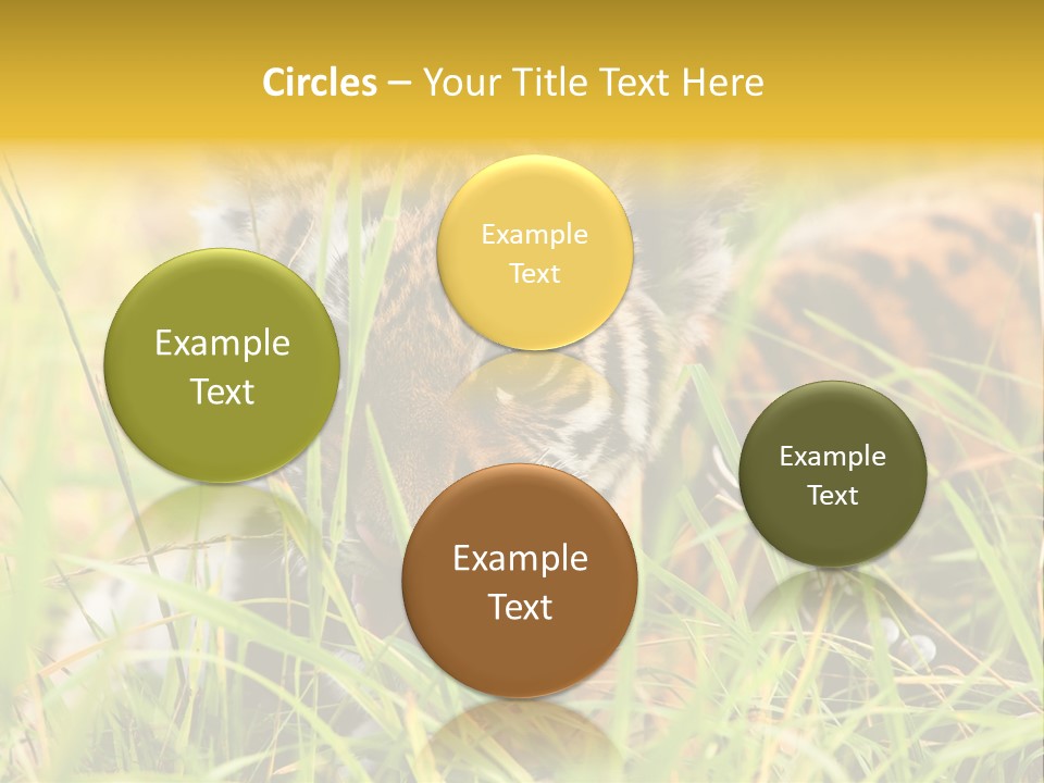 Angry Tigris Dangerous PowerPoint Template