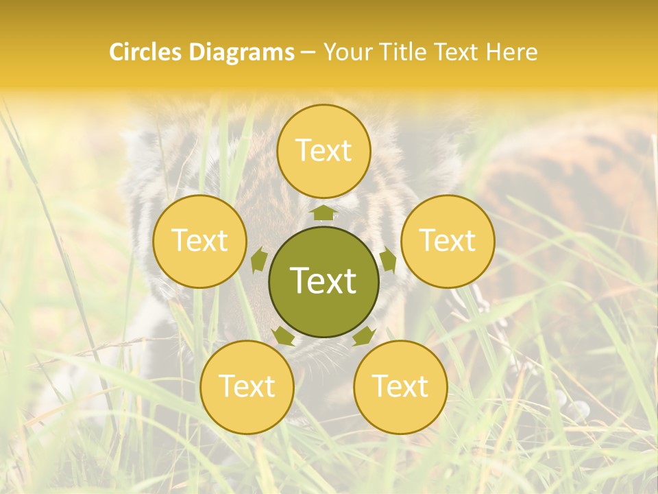 Angry Tigris Dangerous PowerPoint Template