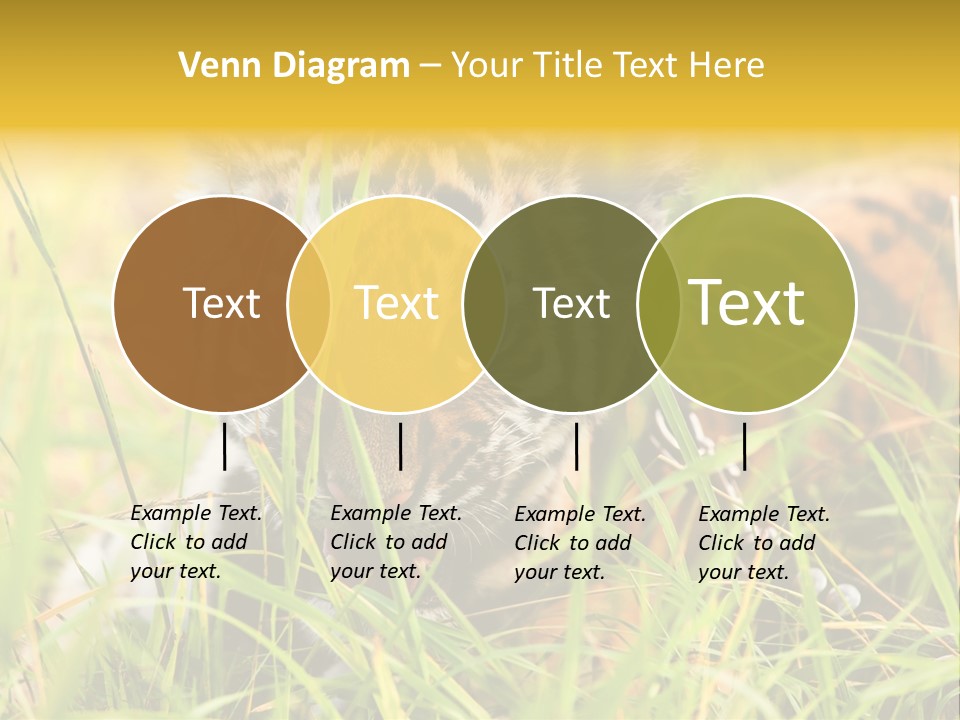 Angry Tigris Dangerous PowerPoint Template