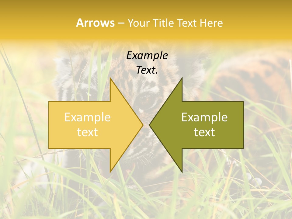 Angry Tigris Dangerous PowerPoint Template