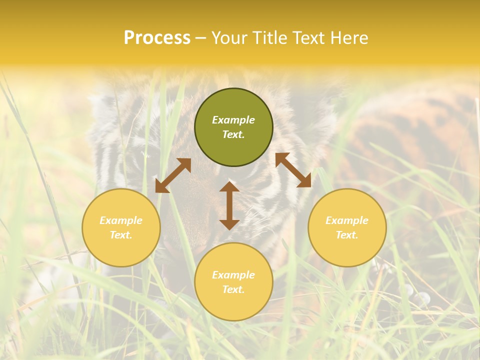 Angry Tigris Dangerous PowerPoint Template