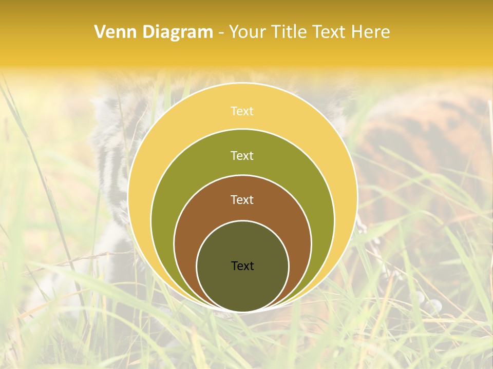 Angry Tigris Dangerous PowerPoint Template