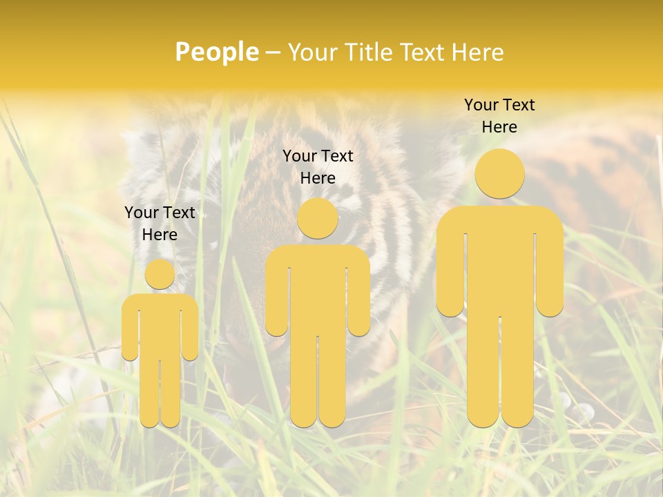 Angry Tigris Dangerous PowerPoint Template