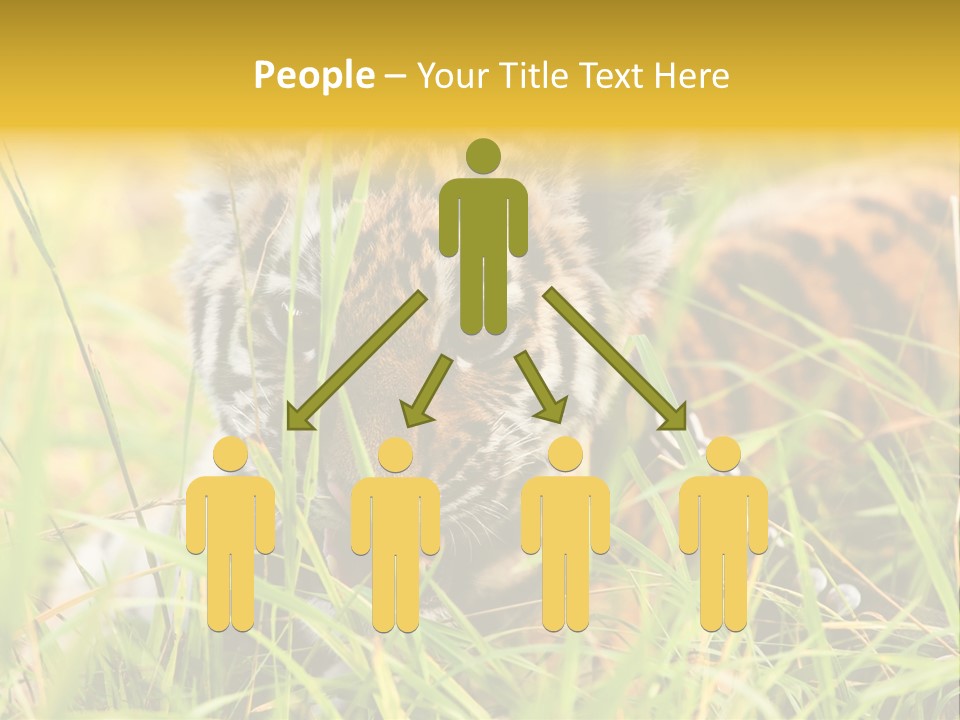 Angry Tigris Dangerous PowerPoint Template