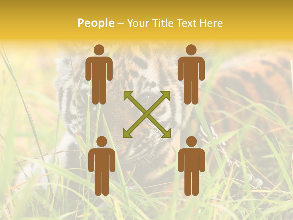 Angry Tigris Dangerous PowerPoint Template