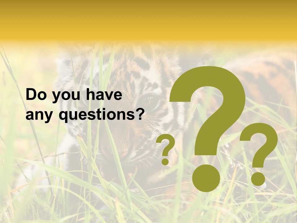 Angry Tigris Dangerous PowerPoint Template