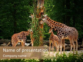 Giraffa Sky Long PowerPoint Template