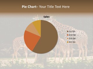 Giraffa Sky Long PowerPoint Template