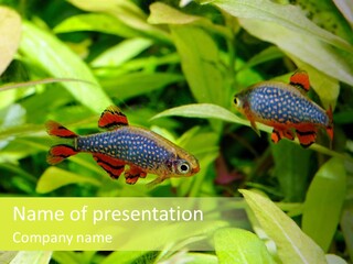Myanmar Fin Hobby PowerPoint Template