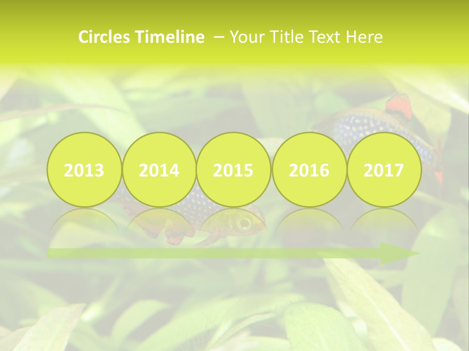 Myanmar Fin Hobby PowerPoint Template