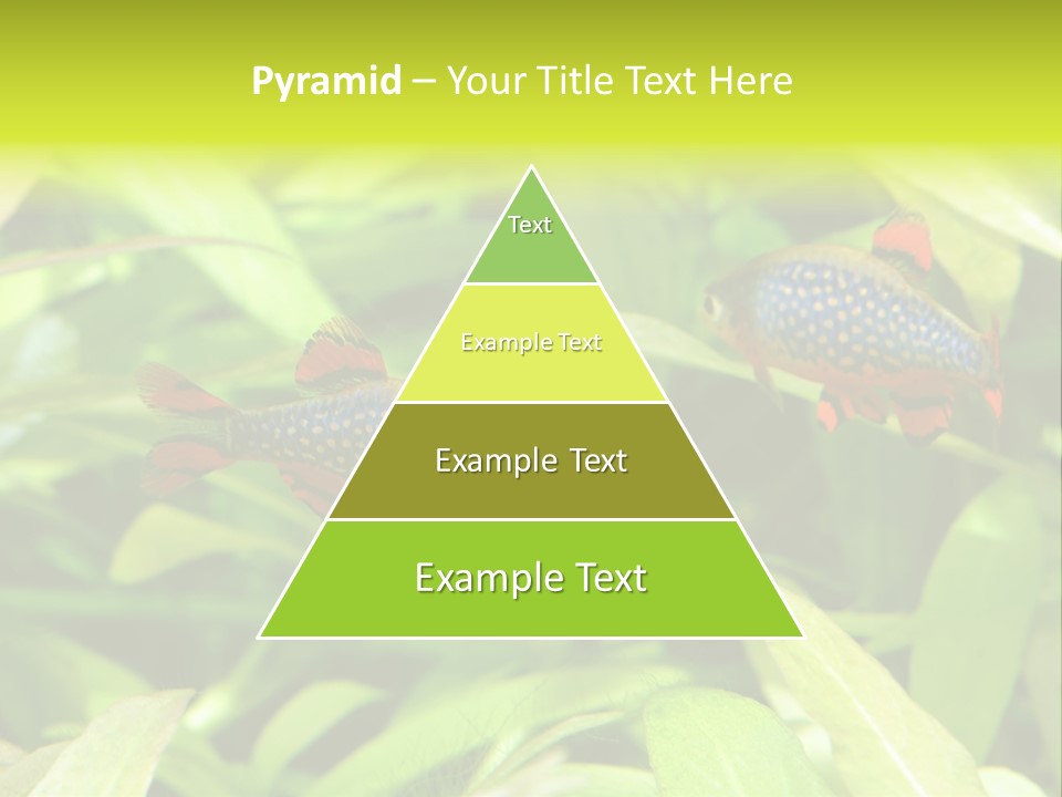 Myanmar Fin Hobby PowerPoint Template