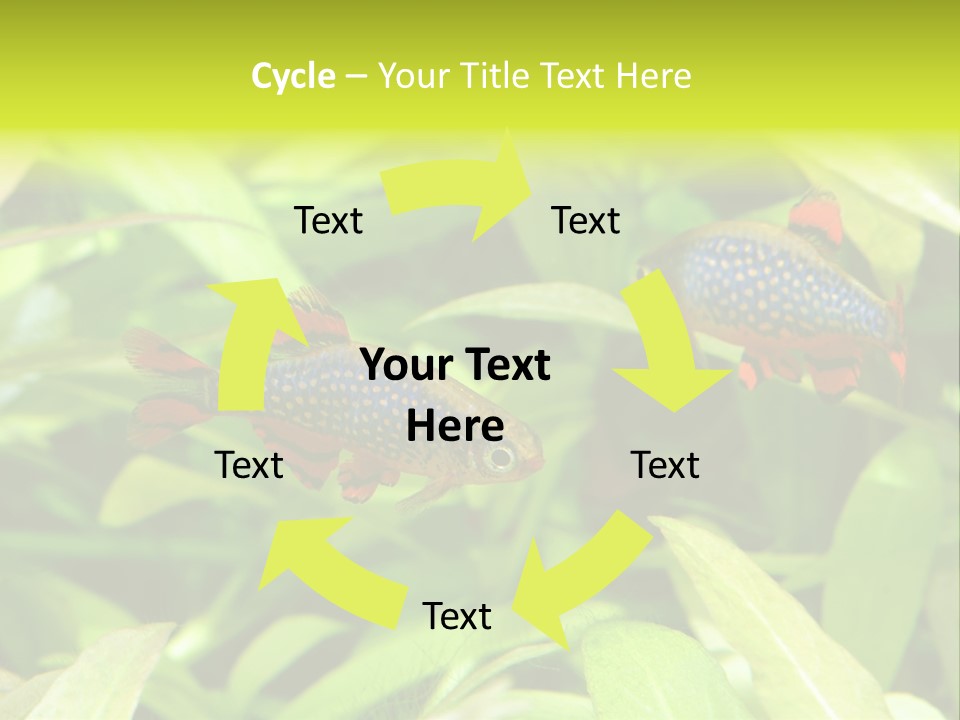 Myanmar Fin Hobby PowerPoint Template