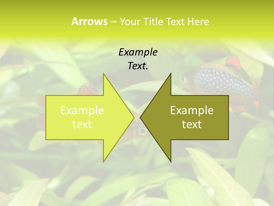 Myanmar Fin Hobby PowerPoint Template