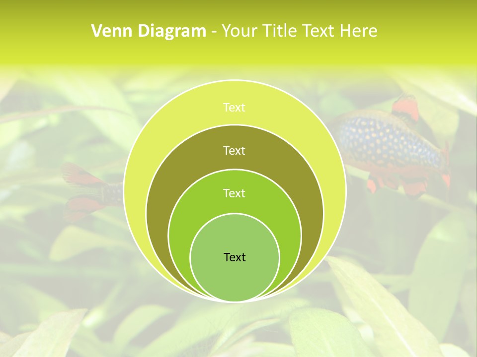 Myanmar Fin Hobby PowerPoint Template