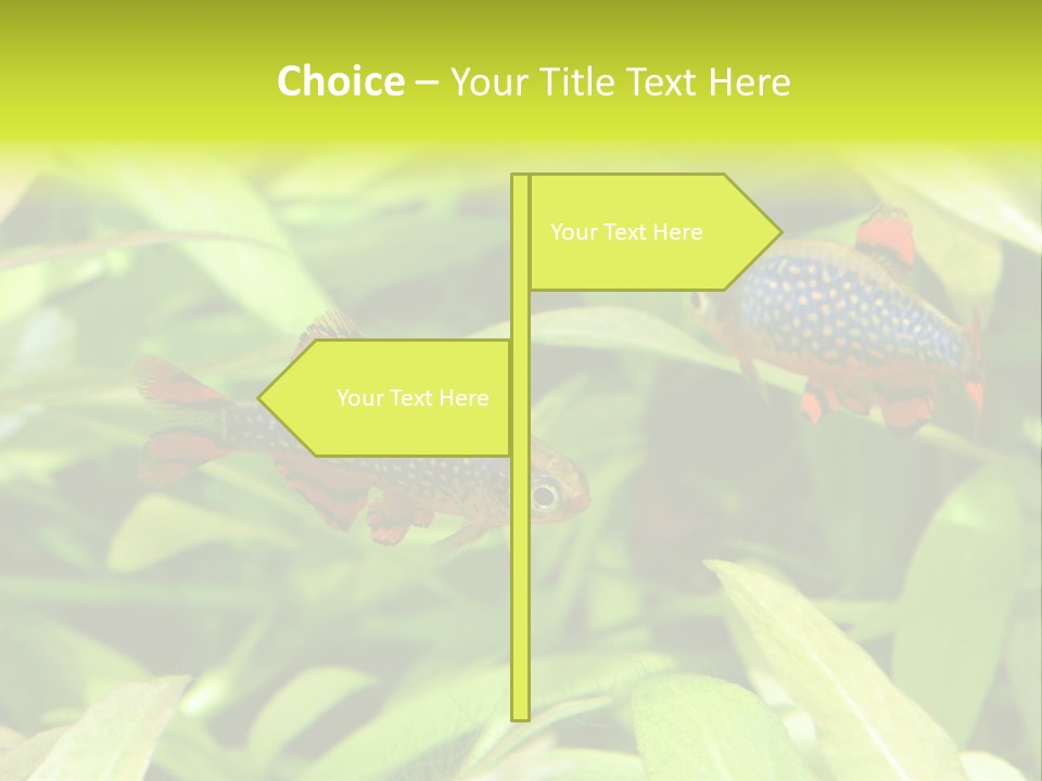 Myanmar Fin Hobby PowerPoint Template