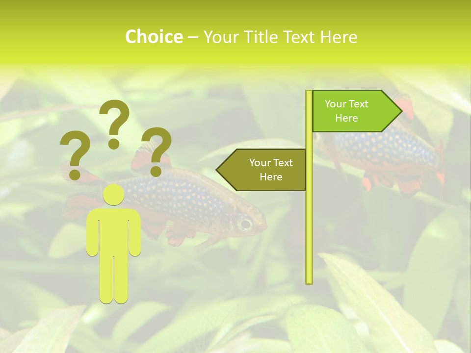 Myanmar Fin Hobby PowerPoint Template