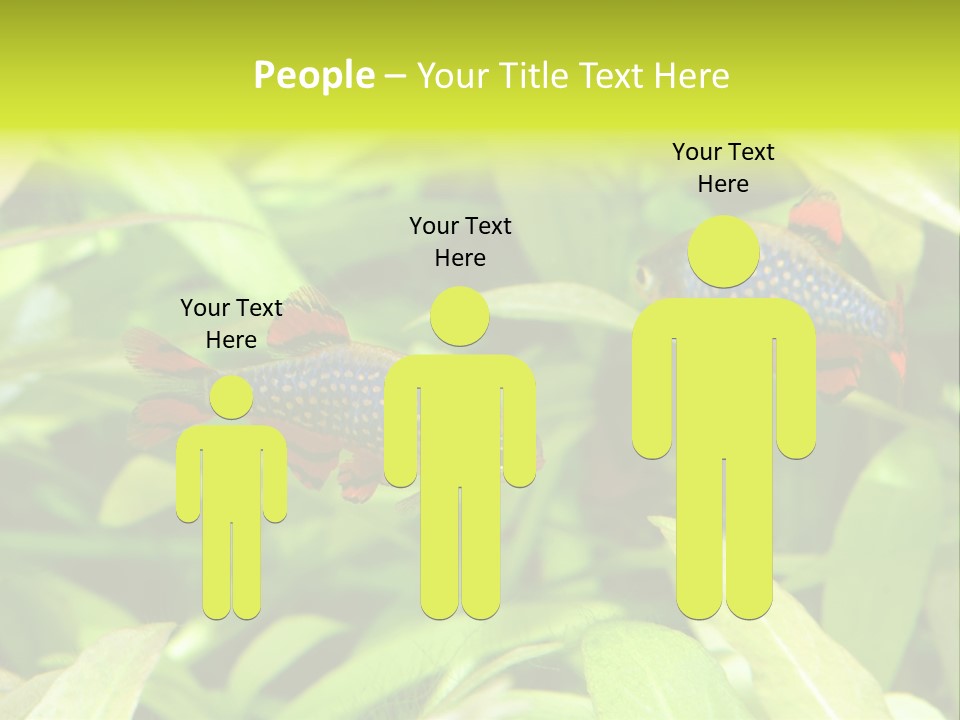 Myanmar Fin Hobby PowerPoint Template